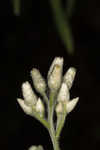 Heller's cudweed